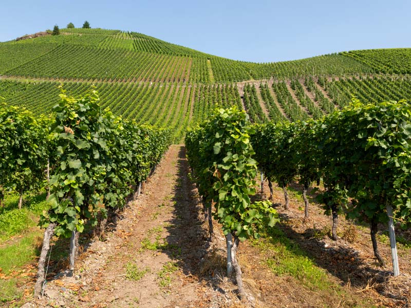 Menschen und Momente – das Lebensgefühl der Moselregion