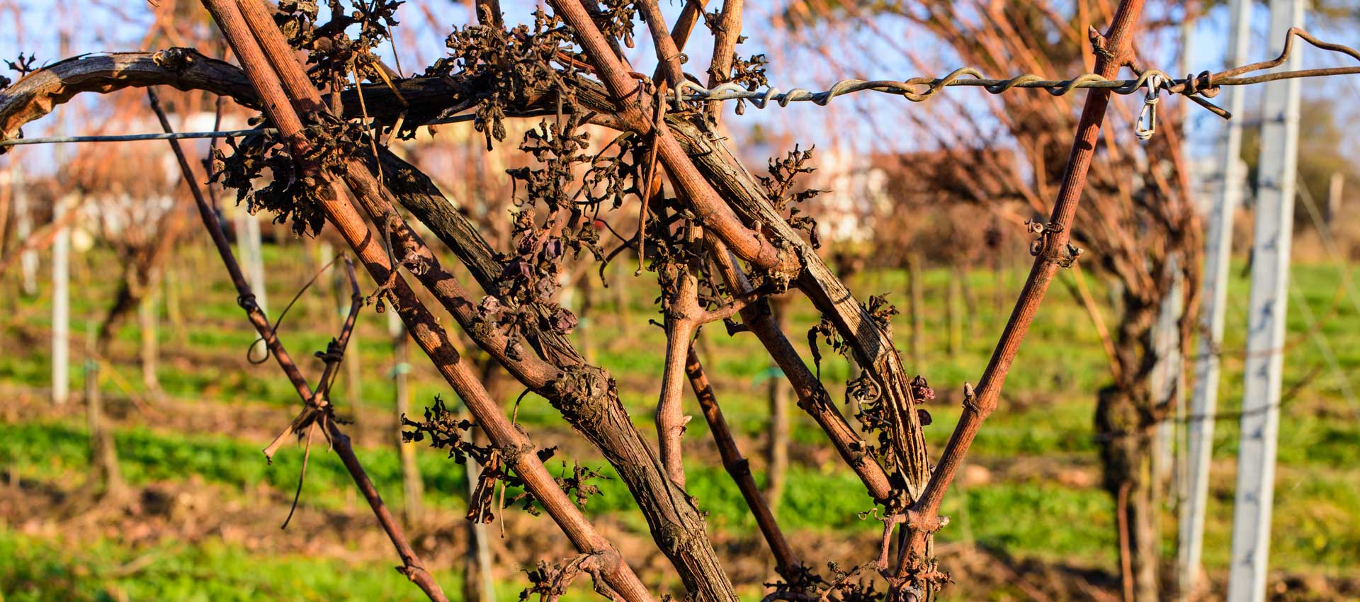 Immobilienmakler Palzem - Gilbers und Baasch Immobilien