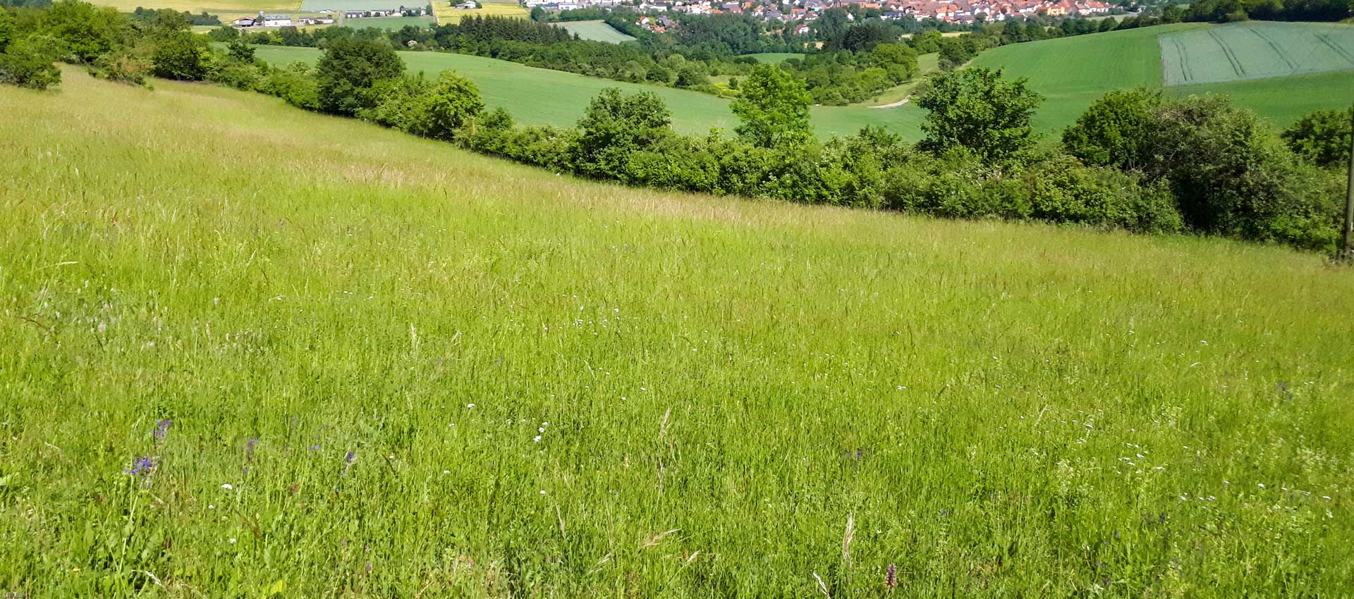 Immobilienmakler Pluwig Gilbers und Baasch