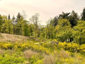 Blick übers Grundstück in den angrenzenden Wald