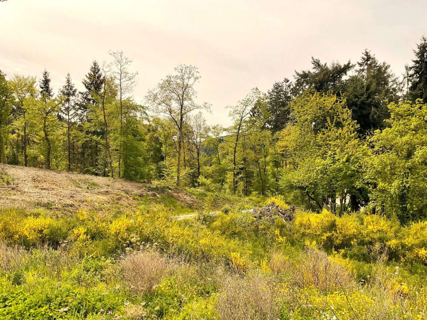 Blick übers Grundstück in den angrenzenden Wald